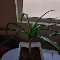 دوعدد گل سوسن شاداب|گل و گیاه طبیعی|یزد, |دیوار