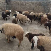 میش وبره|حیوانات مزرعه|کوهدشت, |دیوار