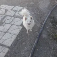 سگ پامرماده