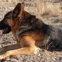 واگذاری ژرمن|سگ|تبریز, |دیوار