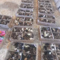 پخش جوجه گلپایگانی ۲روزه درجه ۱