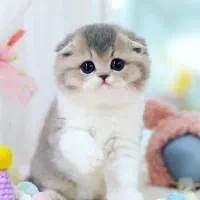 متقاضی بچه گربه اسکاتیش یا بریتیش