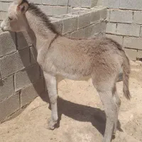 کره خر