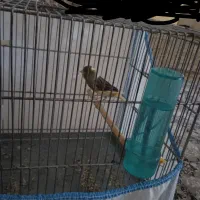 قناری شش دنگ مست|پرنده|مریوان, |دیوار