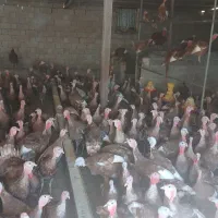 بوقلمون بوروبن