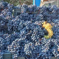 انگور دیم شانی شاهانی سردشت