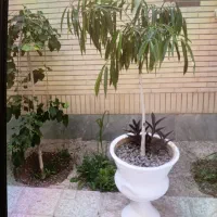 درخت بنجامین آمستل کینگ