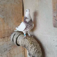 کبوتر بهبهانی|پرنده|کازرون, |دیوار