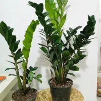 بابا آدم|گل و گیاه طبیعی|ارومیه, |دیوار