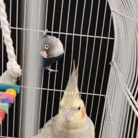 عروس هلندی ماده کوتوله برزیلی نر