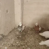 کفتر رنگه،آلمانی|پرنده|تربت جام, میرقوام الدین|دیوار