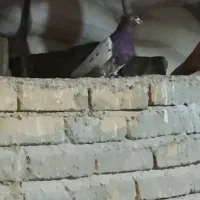 باسلام کبوتر خوب پرشتی قیمت موفت جفتی نر کله سرخ|پرنده|زاغه, |دیوار