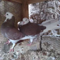 نروماده شازده زرد سرخ سیاه پیس|پرنده|یزد, |دیوار