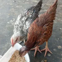 جوجه سه ماهه دونه ای ۴۰۰