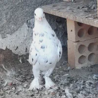 کفتر سرور|پرنده|قم, چهل درخت|دیوار