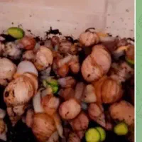 کار در منزل با حداقل سرمایه