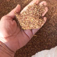 کنجد سورت کامل موجود است