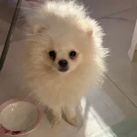 پامر باهوش خرسی|سگ|فردیس, شهرک سپاه|دیوار