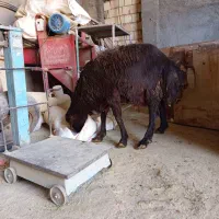 قوچ قزل افشار