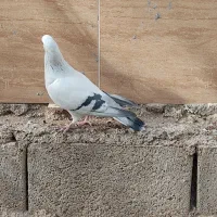 فروش شامی نر|پرنده|شیراز, درکی|دیوار