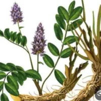 بوته شیرین بیان  برای کاشتن درباغچه منزلتون