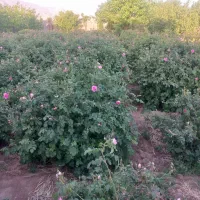 خونه-باغ-اجاره