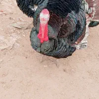 فروش بوقلمون نر محلی سرحال