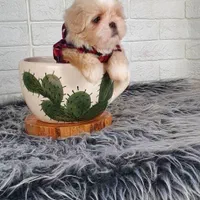 سگ شیتزو فلت عروسکی|سگ|مشهد, الهیه|دیوار