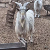 فروش نره بزغاله سانن