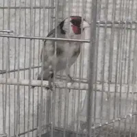 سهره بخون جوجه قفس  با ماده قناری آماده