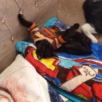 دوعددپیشی گربه ملوس رایگان واگذارمیشود