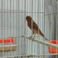 قناری ماده و جفتی