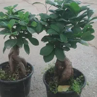 حراج پاییزه|گل مصنوعی|لردگان, |دیوار