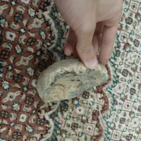 فسیل صدف|جواهرات|اردستان, |دیوار