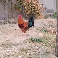 خروس قرمز جوان|حیوانات مزرعه|مشهد, امیریه|دیوار