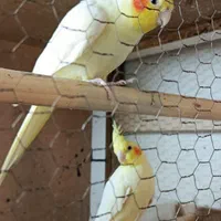 عروس هلندی لوتینو|پرنده|مشهد, توس (بلوار توس)|دیوار