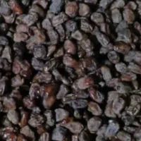 فروش 2تن خرمای کبکاب سردخانه