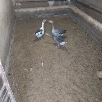 یه جفت غاز با جوجه