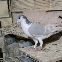 خشرنگ طاوسی دو خط زرد