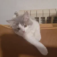 فروش گربه پرشین|گربه|ساری, |دیوار