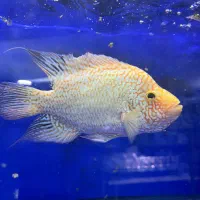 رد تگزاس|ماهی|کرج, شاهین‌ویلا|دیوار