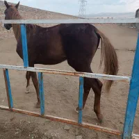 اسب یونجه ساقه درشت و ساق ریز مخصوص اسب|اسب و تجهیزات اسبسواری|خرمآباد, |دیوار