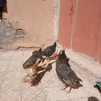 بوقلمون چهار عدد