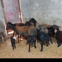 ۸عددمیش غزل افشار