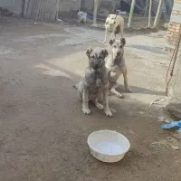 سگ سفید سرابی اصل ماده توله ها فروشی نیستن