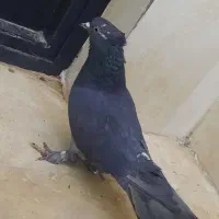 کفتر زاغ|پرنده|قم, باغ کرباسی|دیوار