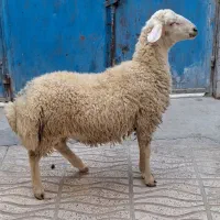 گوسفند زنده+بزغاله وقصابی|حیوانات مزرعه|کرمانشاه, |دیوار