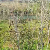 زمین مسکونی با ویو رودخانه|فروش زمین و ملک کلنگی|آستانه اشرفیه, |دیوار