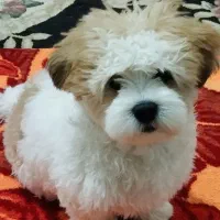 واگزاری سگ نر بازی گوش خوشگل