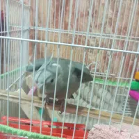 طوطی عروس هلندی